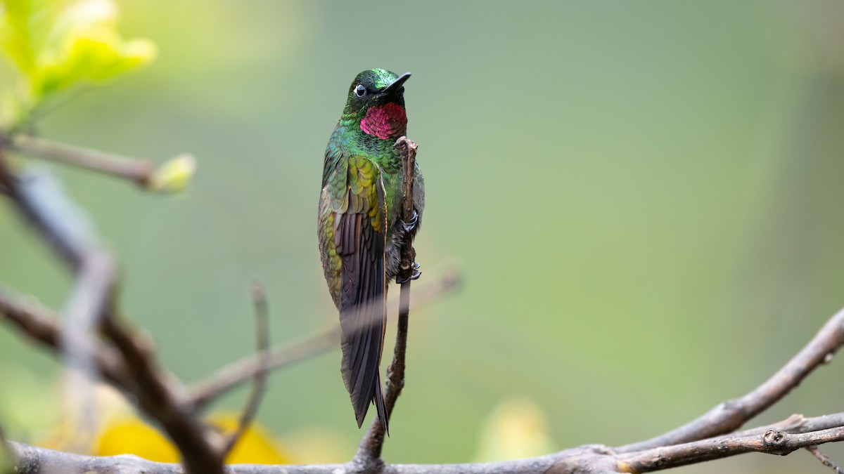 kolibřík brazilský - ML505704951