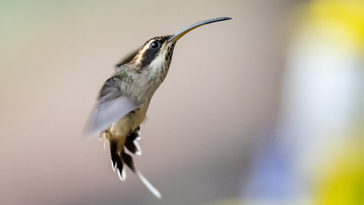 Scale-throated Hermit - ML505705191