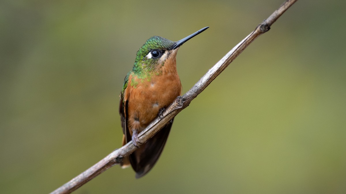 kolibřík brazilský - ML505707231