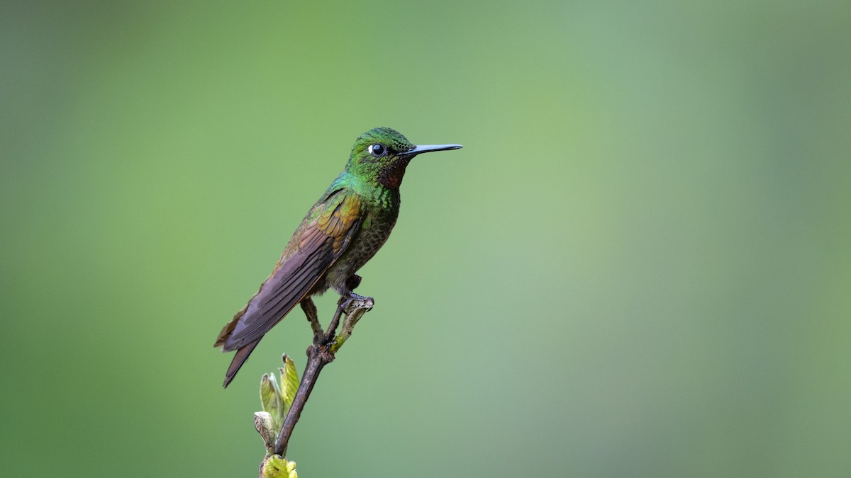 kolibřík brazilský - ML505707271