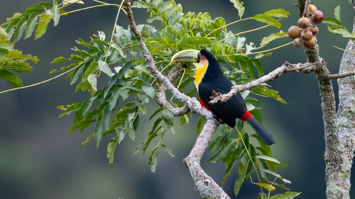 Red-breasted Toucan - ML505709241