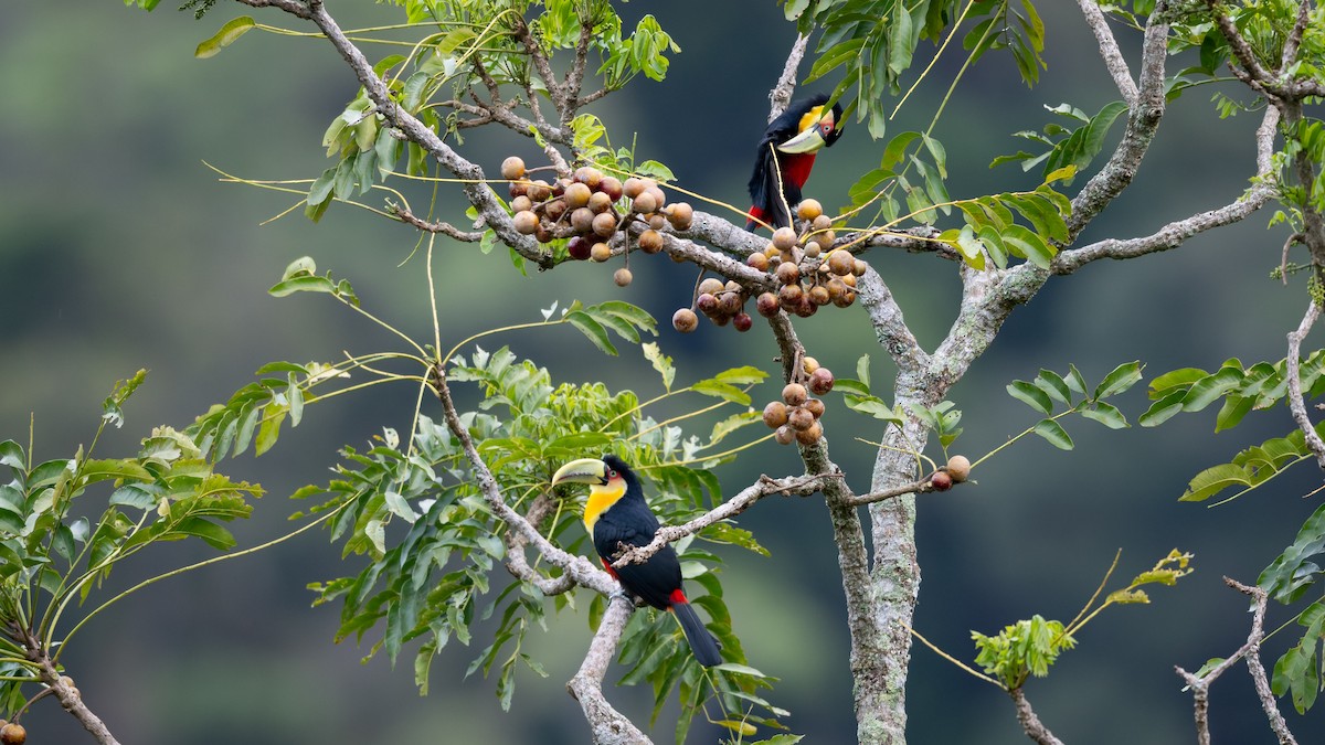 Red-breasted Toucan - ML505709251