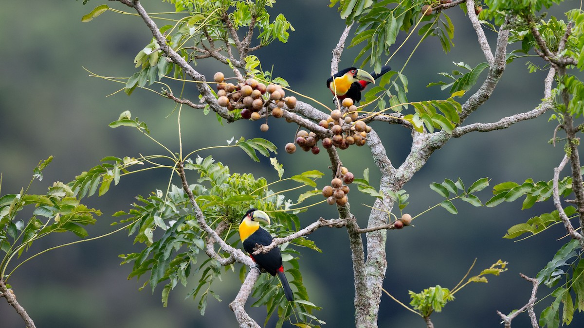 Red-breasted Toucan - ML505709271