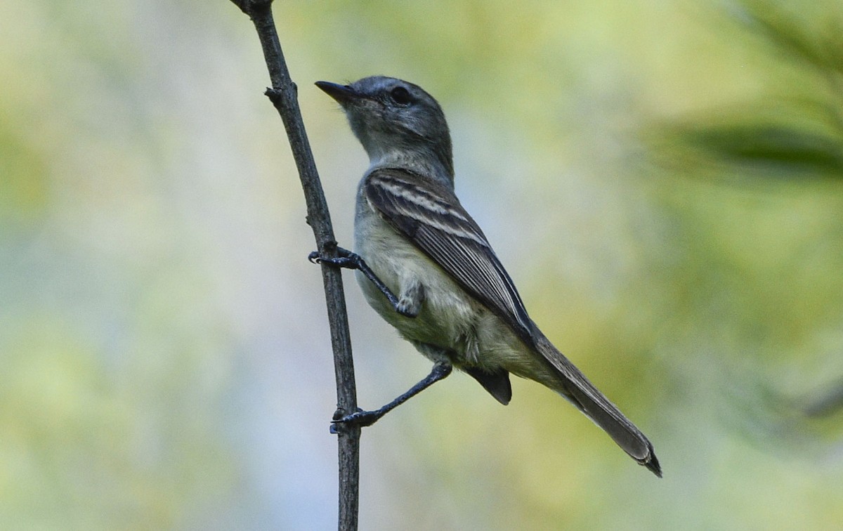 Southern Mouse-colored Tyrannulet - ML505710141