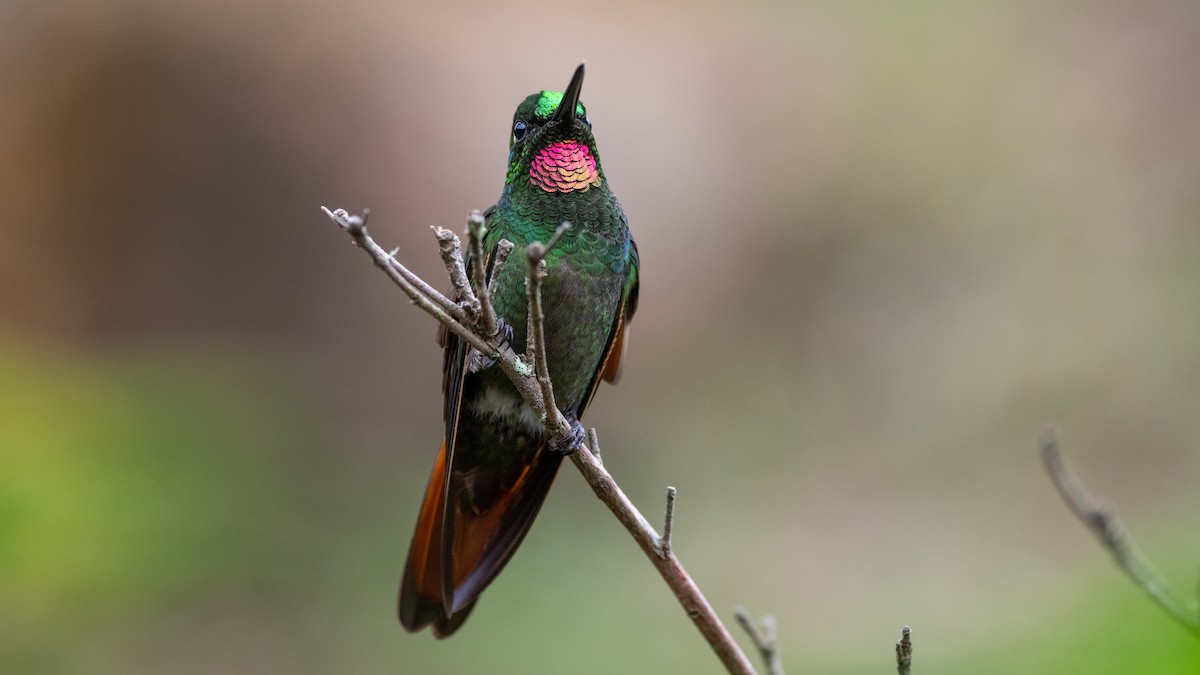 kolibřík brazilský - ML505710451