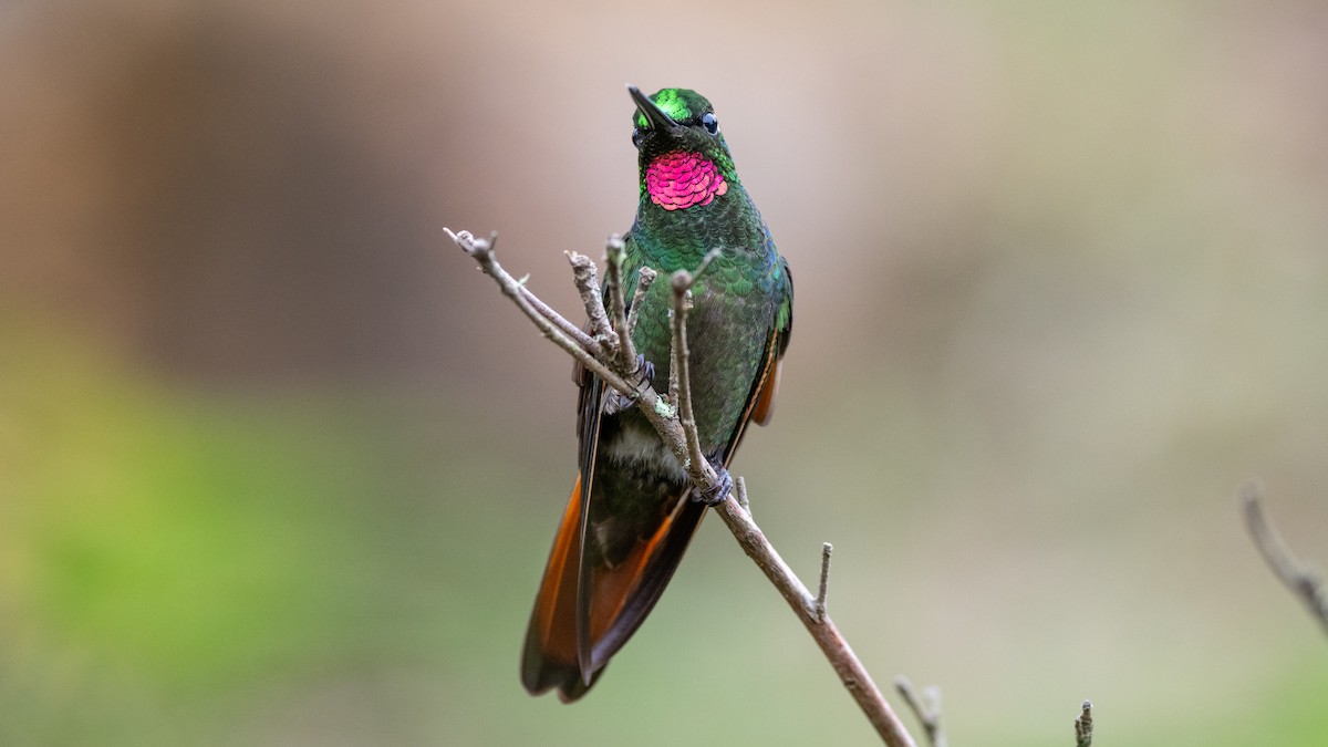 kolibřík brazilský - ML505710461