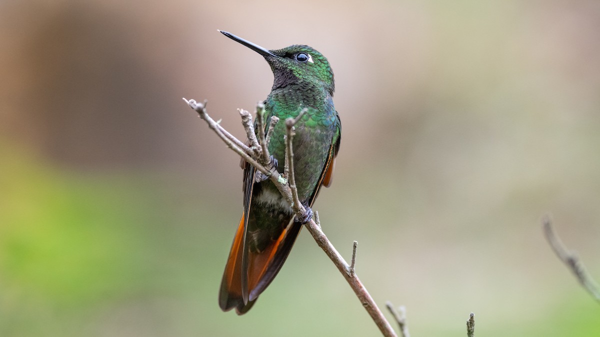 kolibřík brazilský - ML505710471