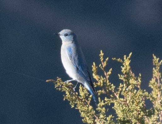 Mountain Bluebird - ML505713011