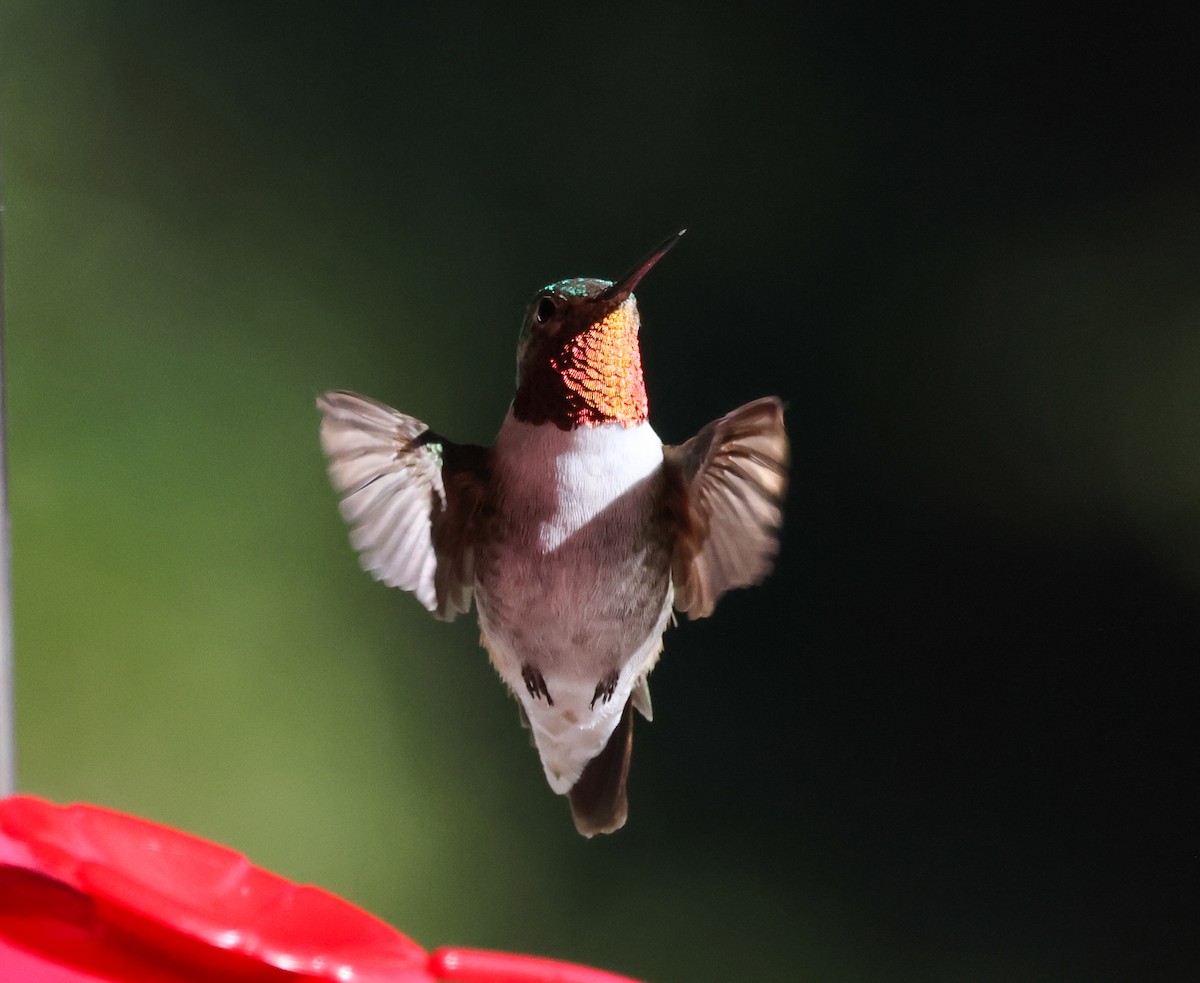 Broad-tailed Hummingbird - ML505715291