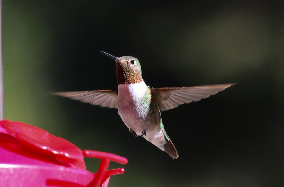 Broad-tailed Hummingbird - ML505715311