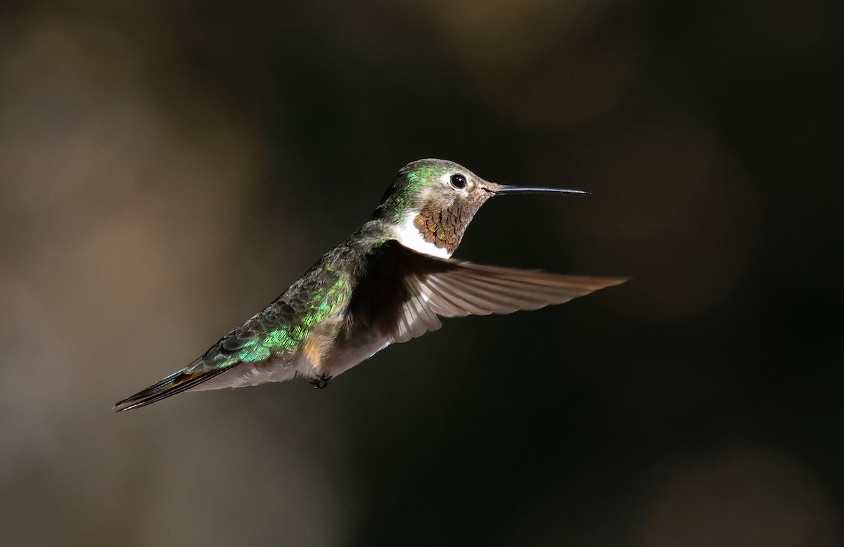 Broad-tailed Hummingbird - ML505715471