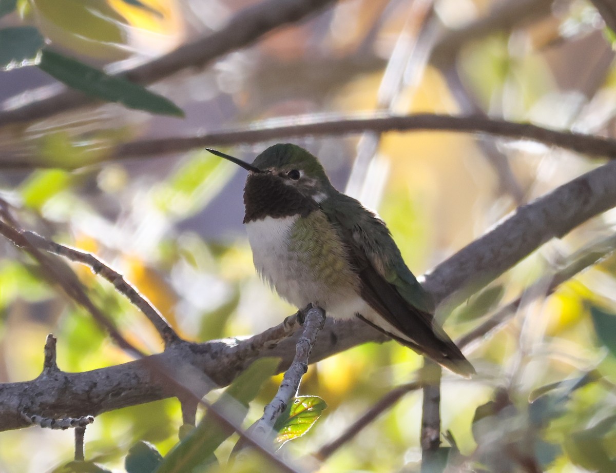 Broad-tailed Hummingbird - ML505715491