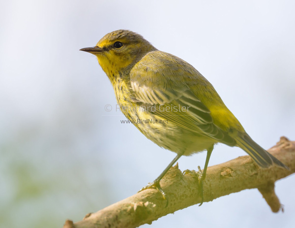Cape May Warbler - ML505717581