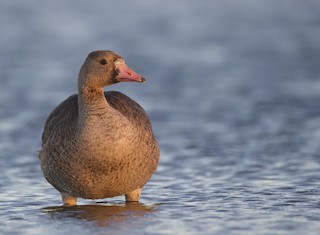 Greater White-fronted Goose, ML505717621
