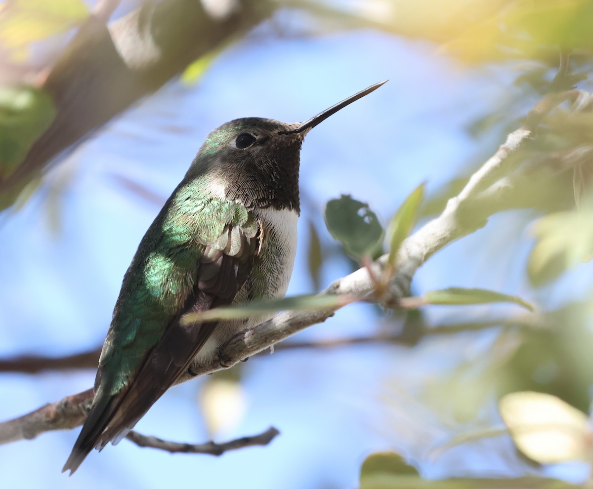 Broad-tailed Hummingbird - ML505723741