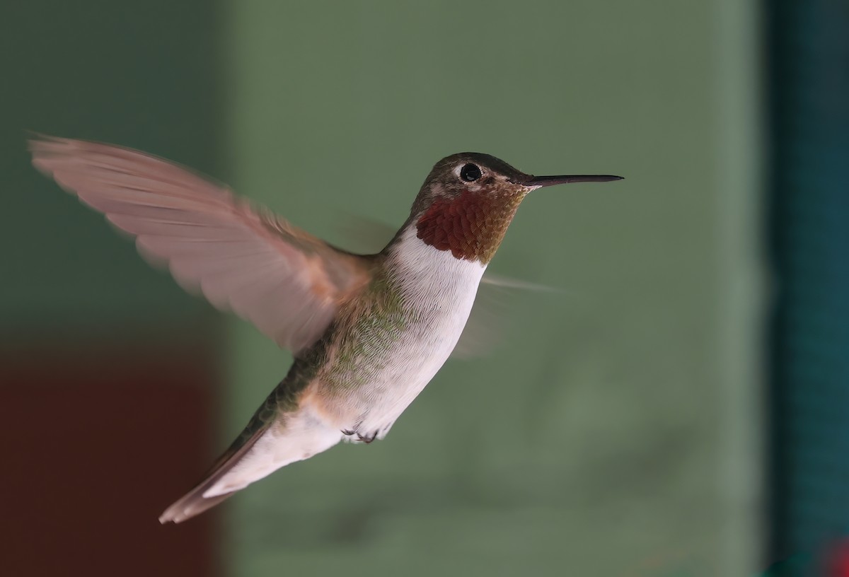 Broad-tailed Hummingbird - ML505723751