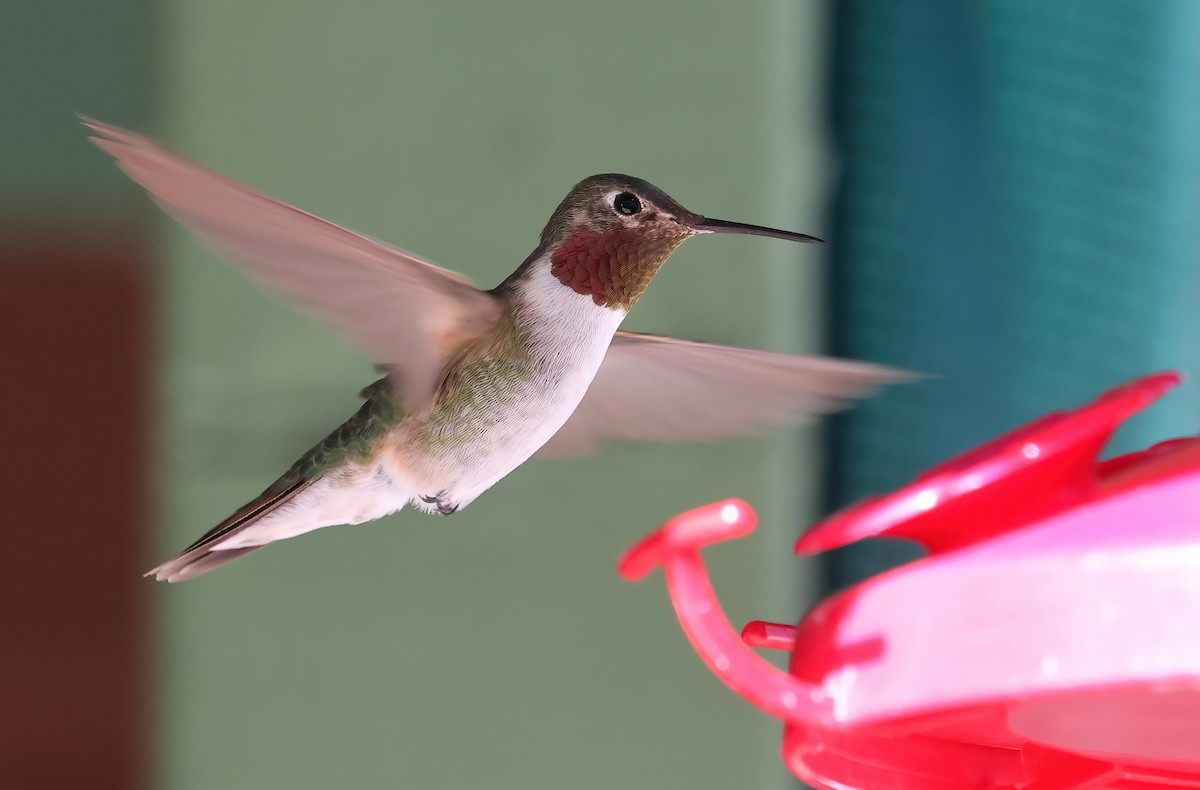 Broad-tailed Hummingbird - ML505723771