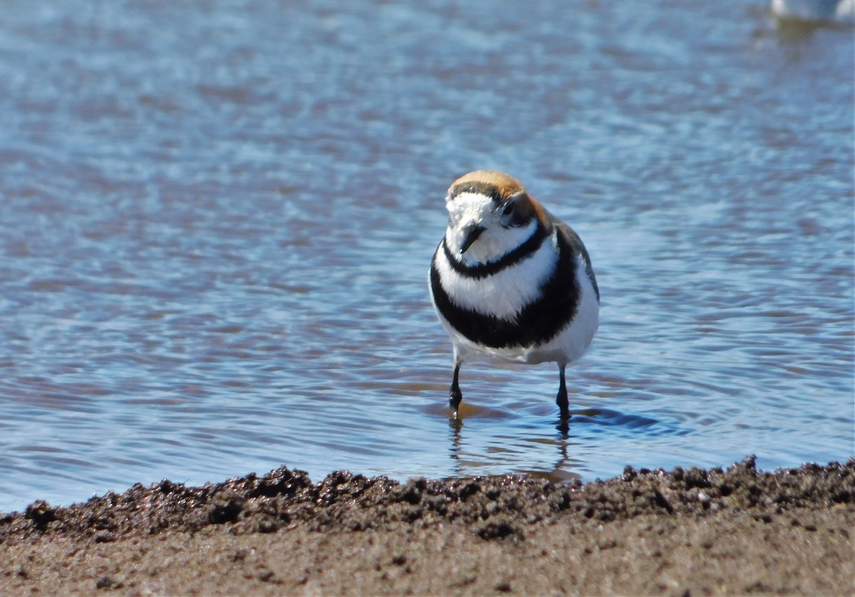 Two-banded Plover - ML505723911