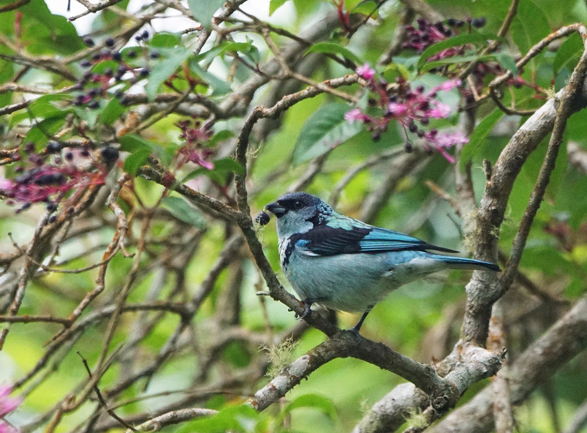 Azure-rumped Tanager - ML505724811