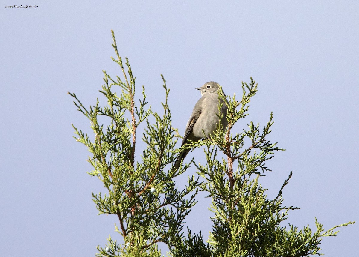 Townsend's Solitaire - ML505725631