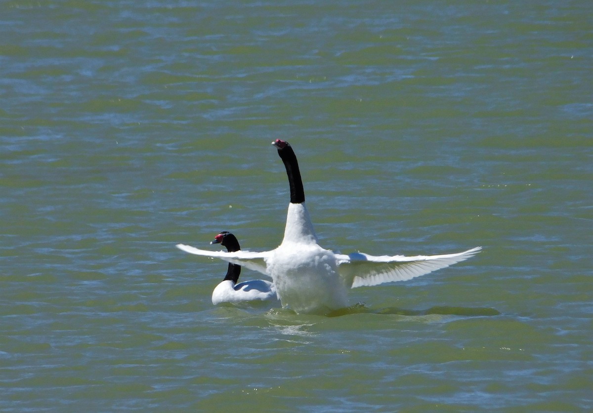 Black-necked Swan - ML505726881