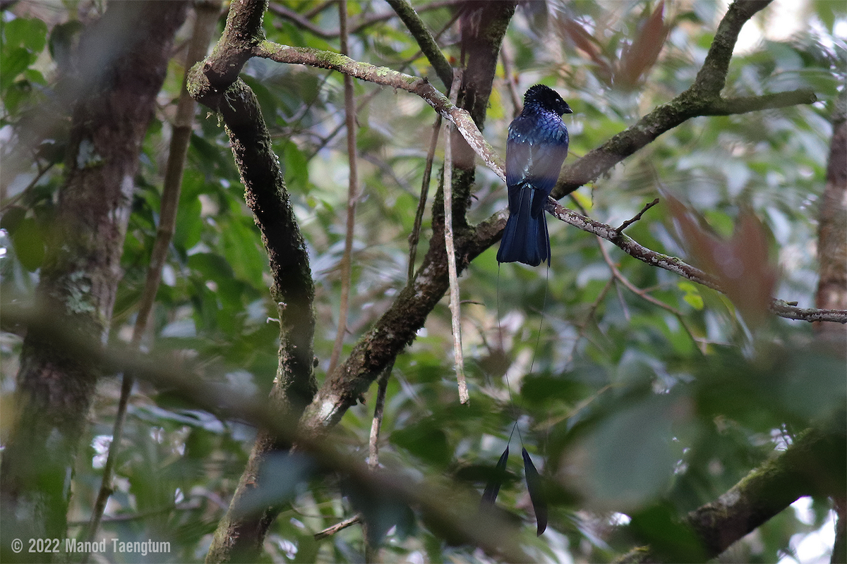 Lesser Racket-tailed Drongo - ML505727191