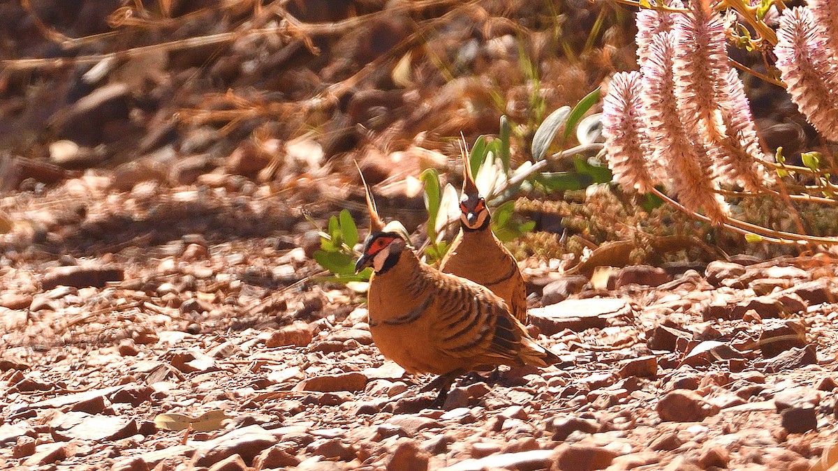 Spinifex Pigeon - ML505730471