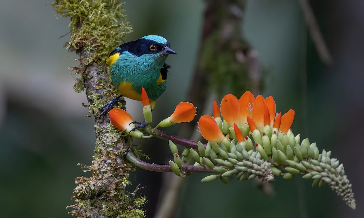 Black-faced Dacnis (Yellow-tufted) - ML505733541