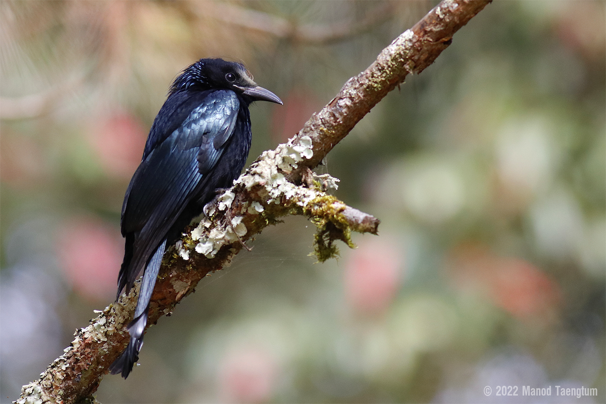 Hair-crested Drongo - ML505735341