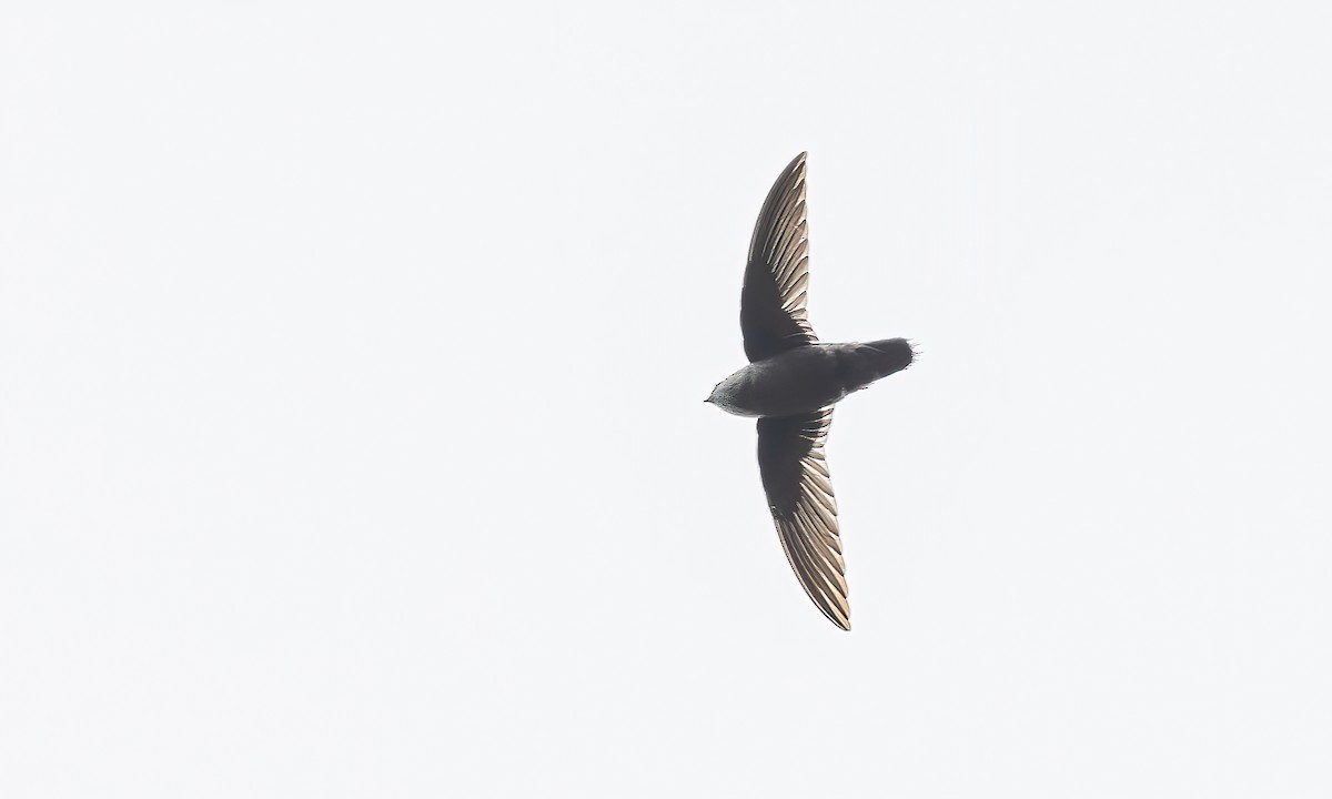 Gray-rumped Swift (occidentalis) - ML505738431