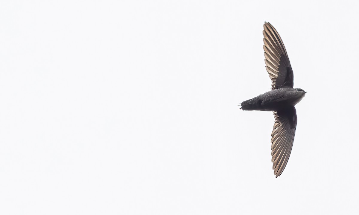 Gray-rumped Swift (occidentalis) - ML505738501