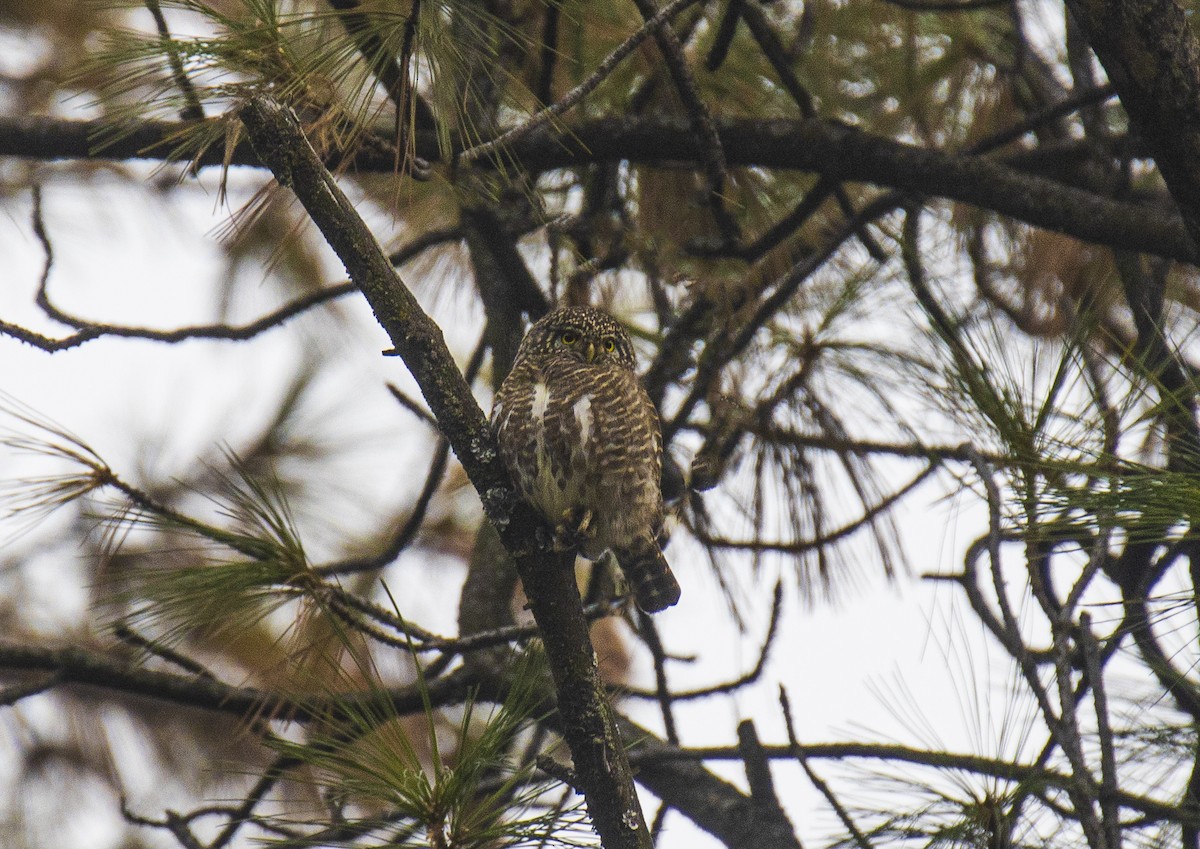 Collared Owlet - ML505740281