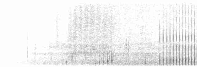  - Wandering Albatross (Snowy)