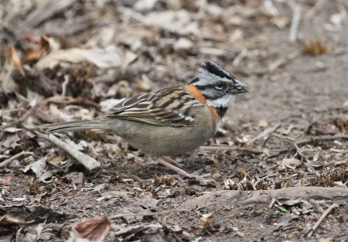 Rufous-collared Sparrow - michael dreibelbis