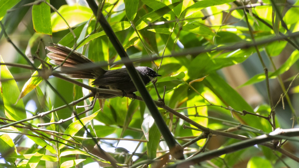 White-throated Fantail - ML505744711
