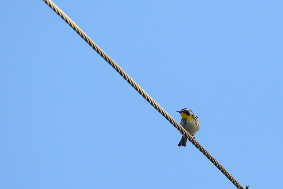 Yellow-throated Warbler - ML505759661