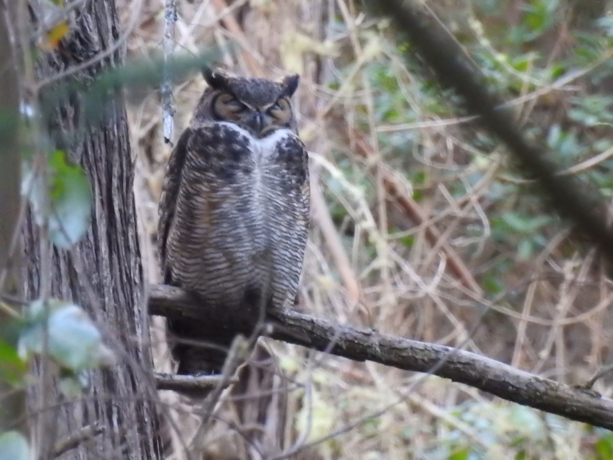 Great Horned Owl - ML505762981
