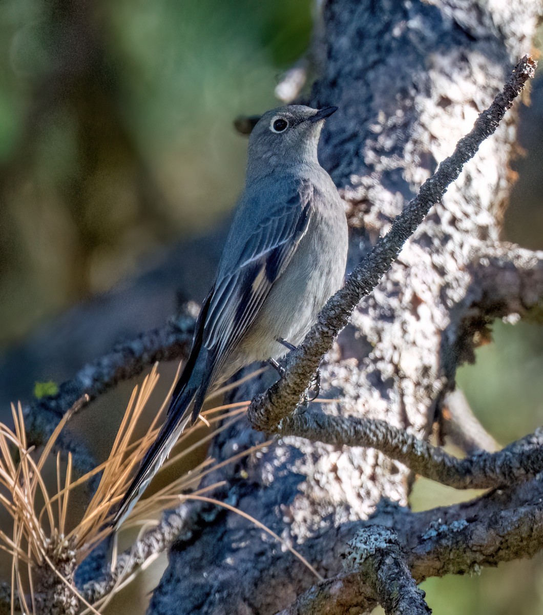 Townsend's Solitaire - ML505764361