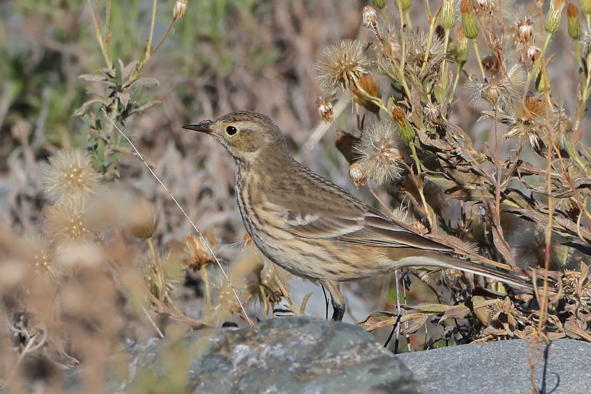 American Pipit - Keith Leland