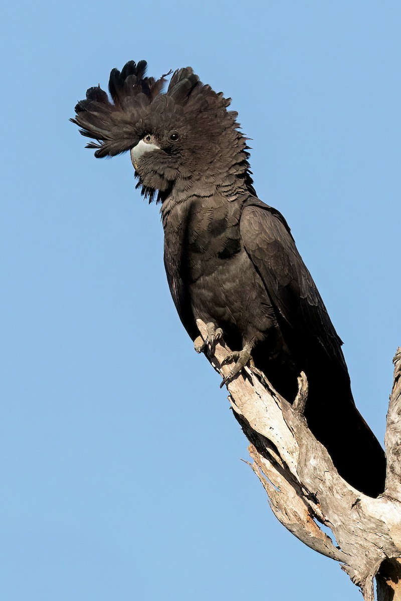 Red-tailed Black-Cockatoo - David Irving