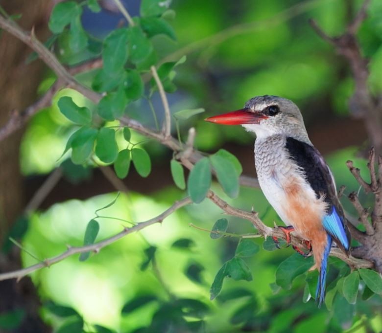 Gray-headed Kingfisher - Irvin Calicut