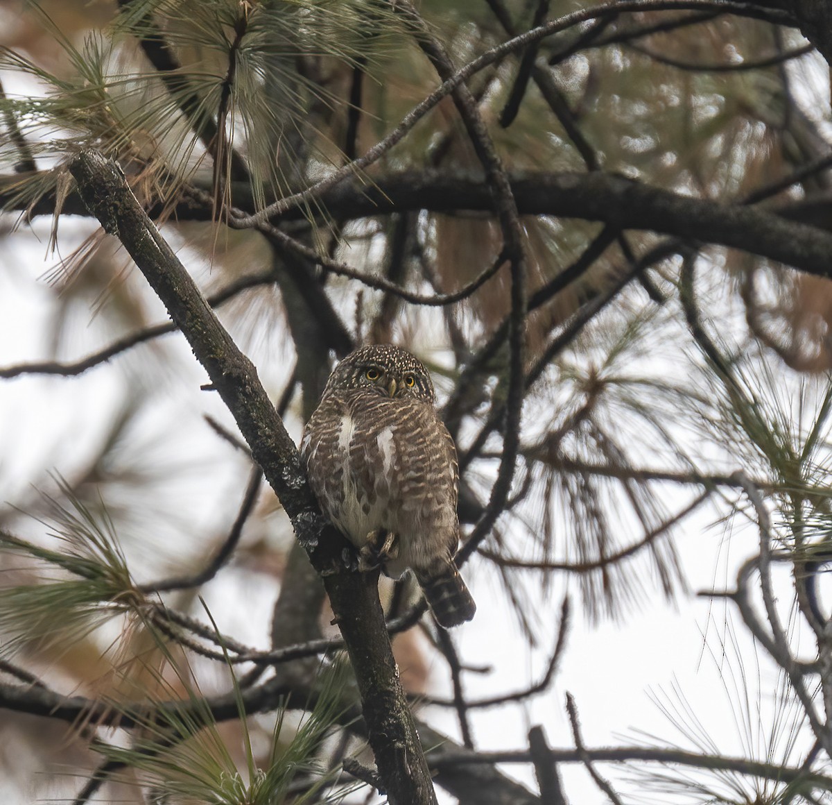 Collared Owlet - ML505795471