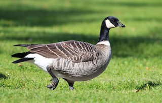 Cackling Goose (Aleutian), ML50579981