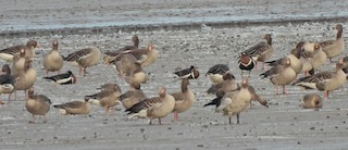 Red-breasted Goose, ML505804841