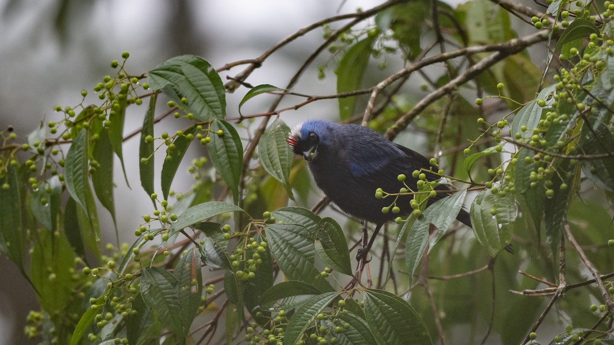 Diademed Tanager - Mathurin Malby