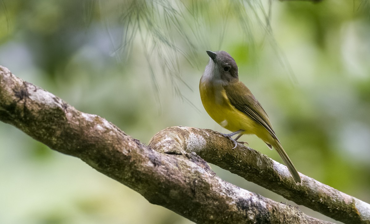 Yellow-bellied Whistler (philippinensis Group) - ML505807181