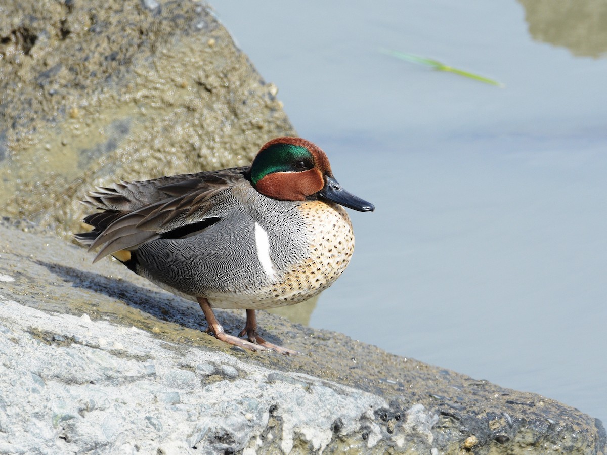 Green-winged Teal - T I