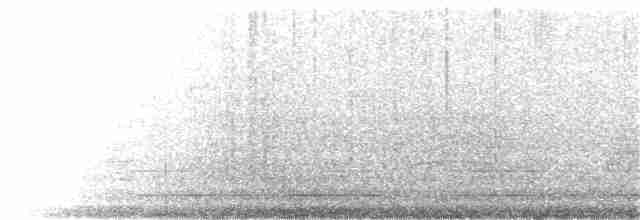 křivka bělokřídlá - ML50580921