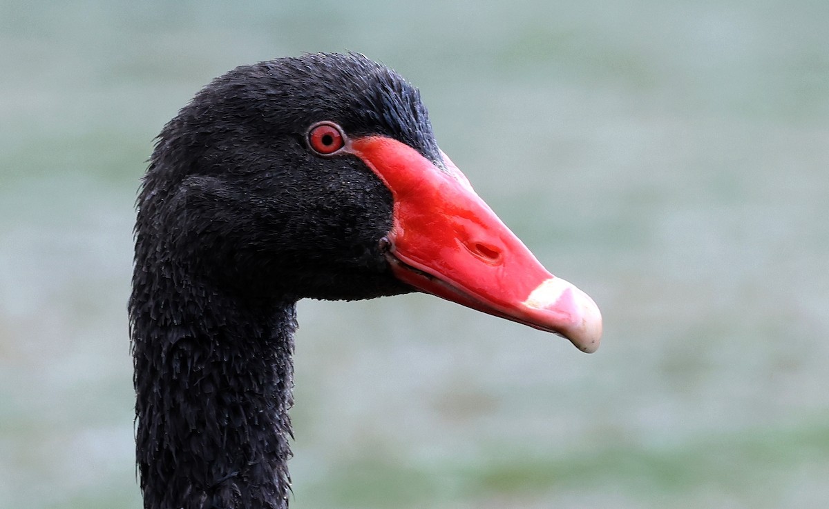 Black Swan - ML505811151