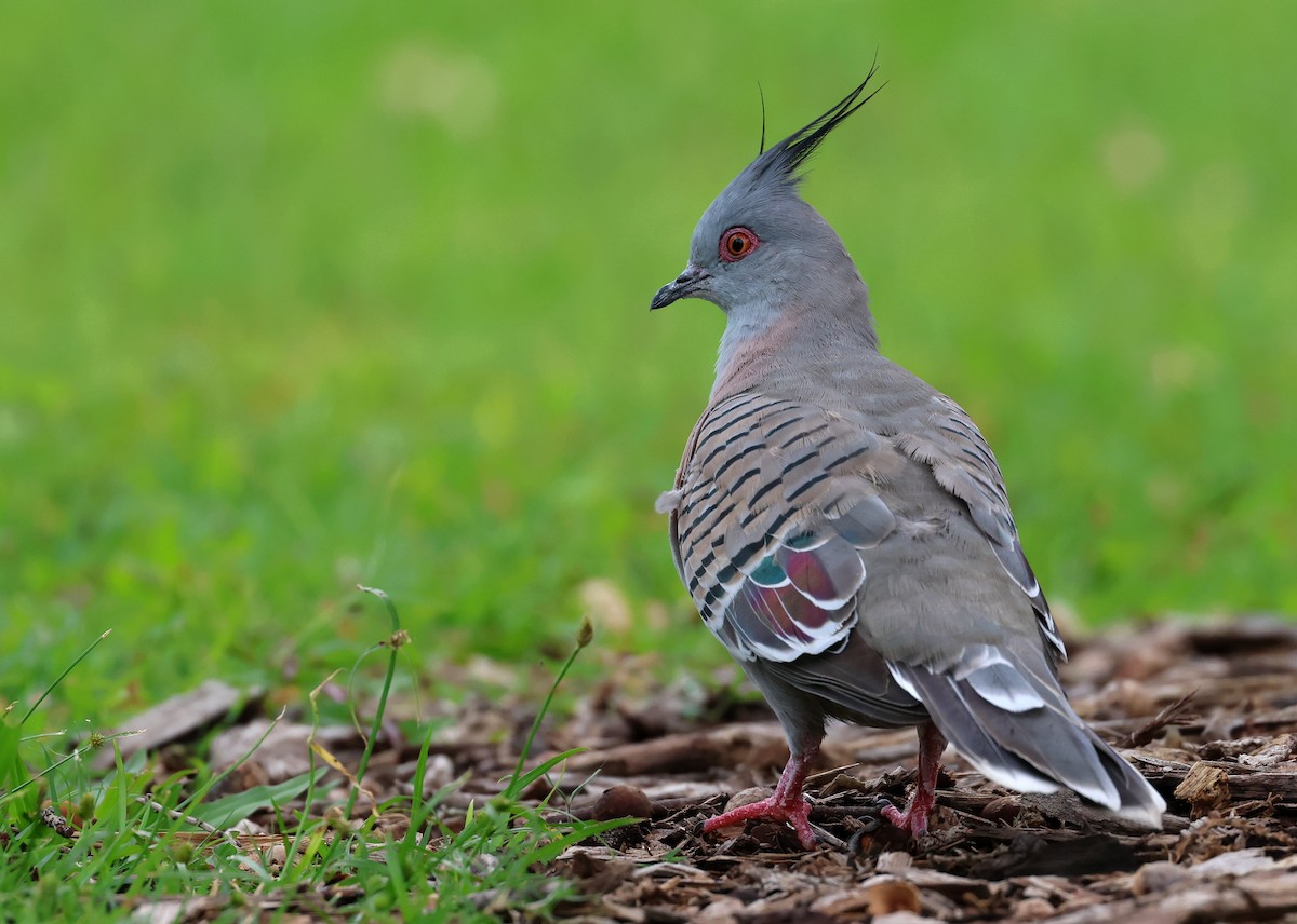 Crested Pigeon - ML505811301